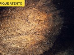 Madeira e produtos derivados também recebem fiscalização especial