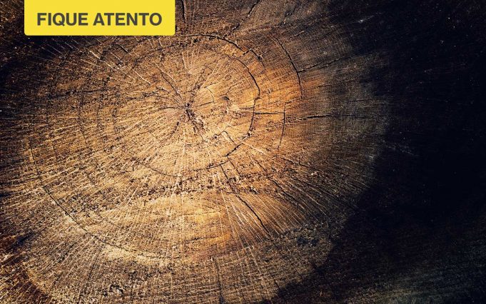 Madeira e produtos derivados também recebem fiscalização especial